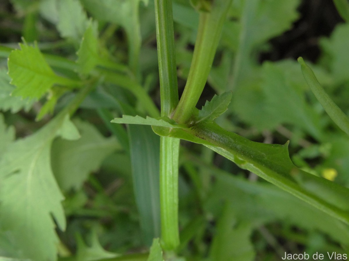 Rorippa indica (L.) Hiern